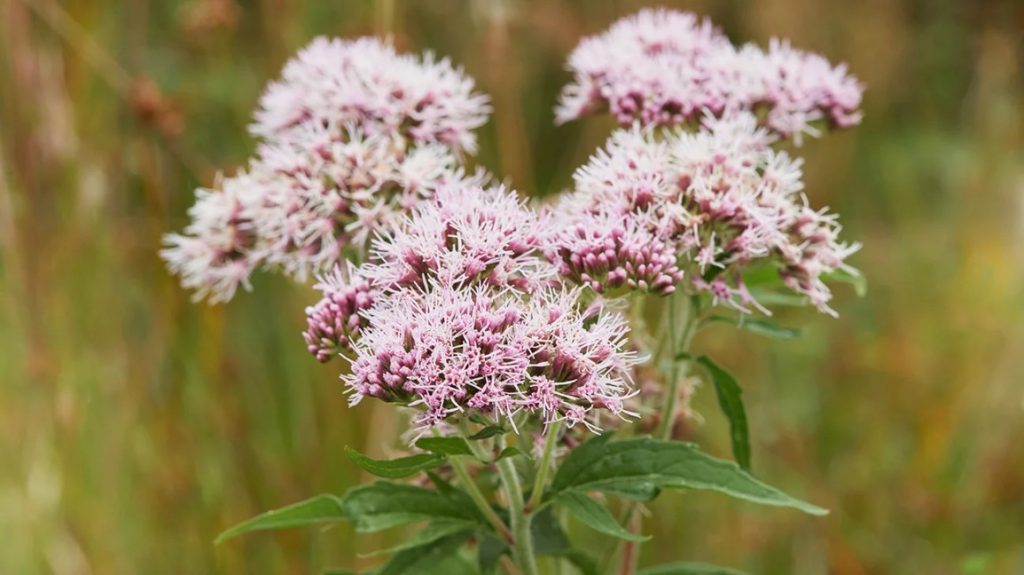 valerian