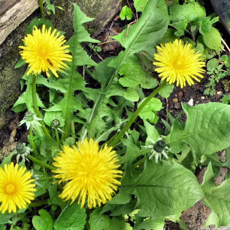 Dandelion