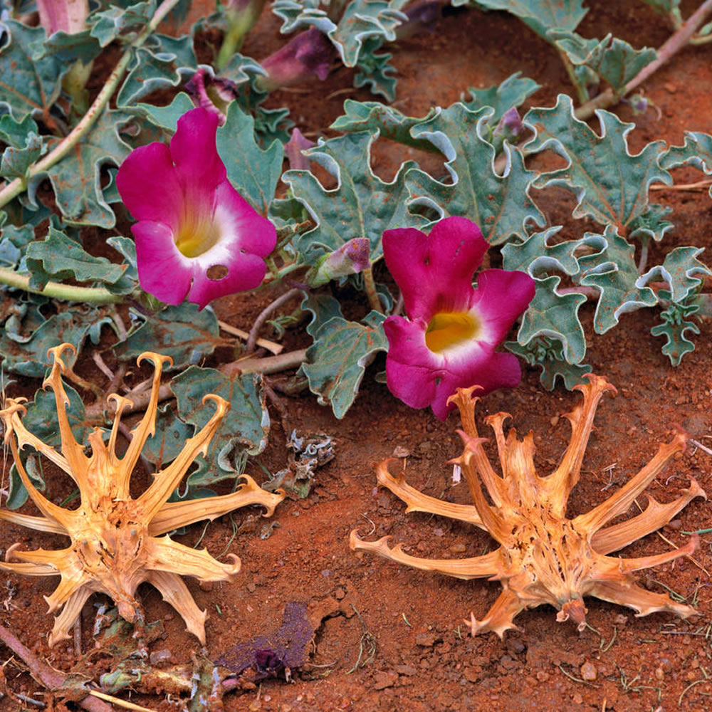 Devils-Claw