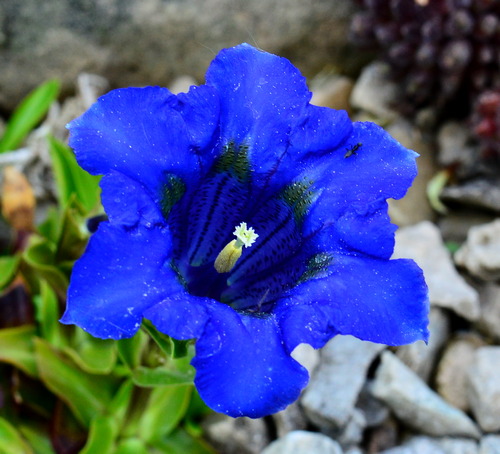 Gentiana