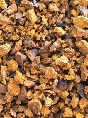 Chaga Mushroom (Inonotus obliquus)