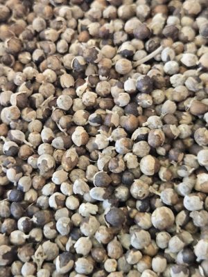 Chaste Tree Berry (Vitex agnus-castus)